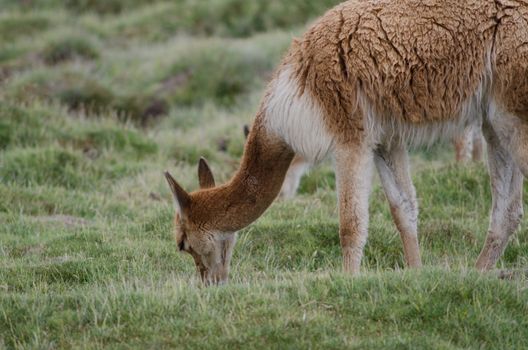 Vicuna Vicugna vicugna grazing in a meadow. Lauca National Park. Arica y Parinacota Region. Chile.