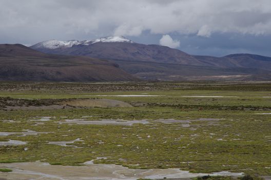 Cotacotani Lakes in Lauca National Park. Arica y Parinacota Region. Chile.