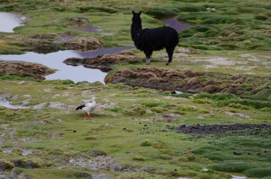 Andean goose Chloephaga melanoptera and alpaca Vicugna pacos in the background. Cotacotani Lakes. Lauca National Park. Arica y Parinacota Region. Chile.