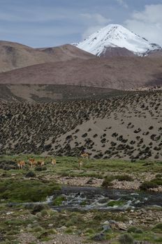 Vicunas Vicugna vicugna next to the Lauca River. Lauca National Park. Arica y Parinacota Region. Chile.