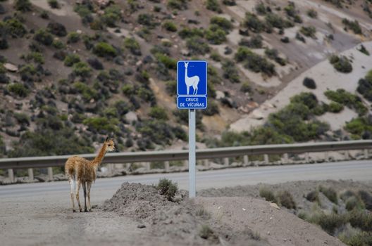Vicuna Vicugna vicugna next to a vicunas crossing sign. Lauca National Park. Arica y Parinacota Region. Chile.