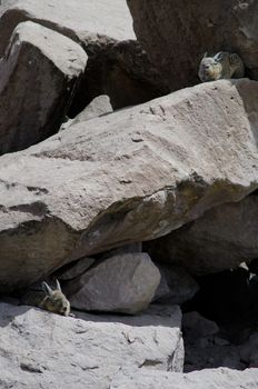 Southern viscachas Lagidium viscacia resting between rocks. Las Cuevas. Lauca National Park. Arica y Parinacota Region. Chile.