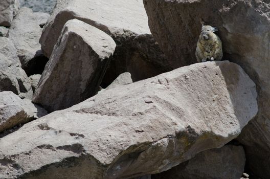 Southern viscacha Lagidium viscacia on a rock. Las Cuevas. Lauca National Park. Arica y Parinacota Region. Chile.