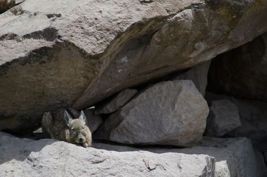 Southern viscacha Lagidium viscacia resting between rocks. Las Cuevas. Lauca National Park. Arica y Parinacota Region. Chile.