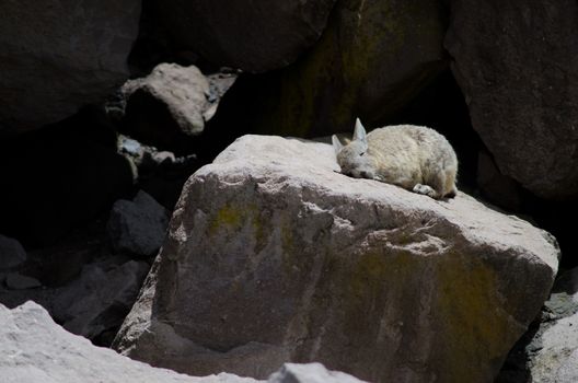 Southern viscacha Lagidium viscacia sunbathing on a rock. Las Cuevas. Lauca National Park. Arica y Parinacota Region. Chile.