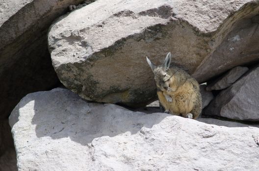 Southern viscacha Lagidium viscacia wiping coat. Las Cuevas. Lauca National Park. Arica y Parinacota Region. Chile.