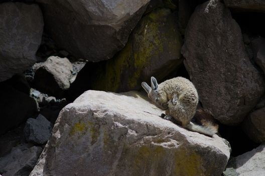 Southern viscacha Lagidium viscacia wiping coat on a rock. Las Cuevas. Lauca National Park. Arica y Parinacota Region. Chile.