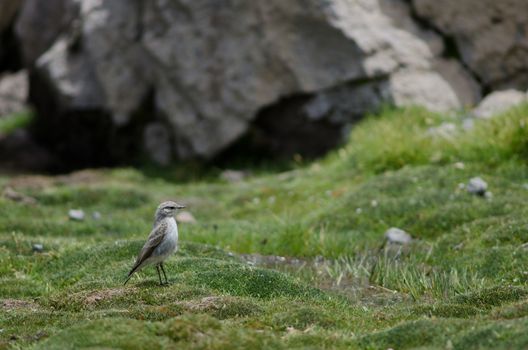 Puna ground tyrant Muscisaxicola juninensis. Las Cuevas. Lauca National Park. Arica y Parinacota Region. Chile.