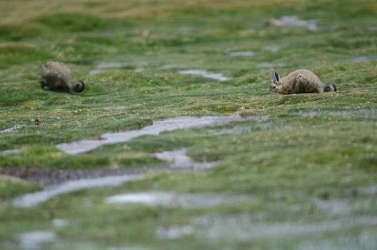 Southern viscachas Lagidium viscacia in a meadow. Las Cuevas. Lauca National Park. Arica y Parinacota Region. Chile.