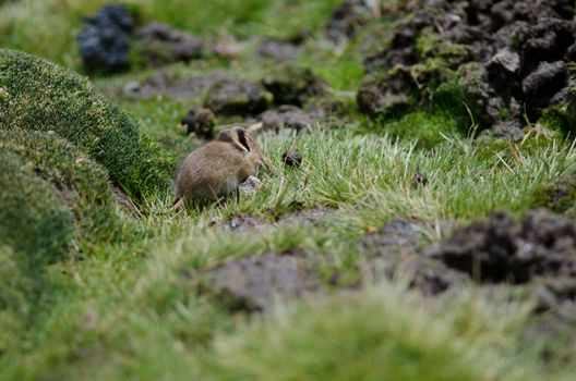 Bolivian big-eared mouse Auliscomys boliviensis grazing. Las Cuevas. Lauca National Park. Arica y Parinacota Region. Chile.