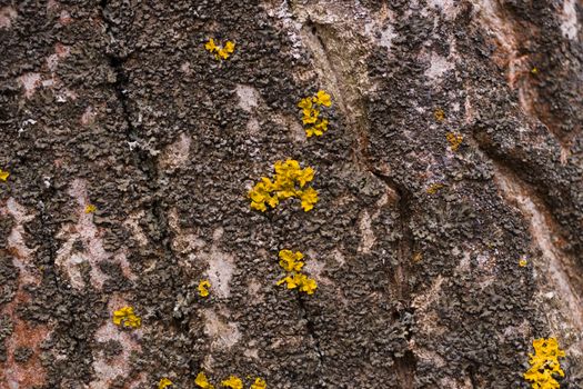 Green moss on walnut bark closeup. Stock photo of walnut tree bark and forest green moss.