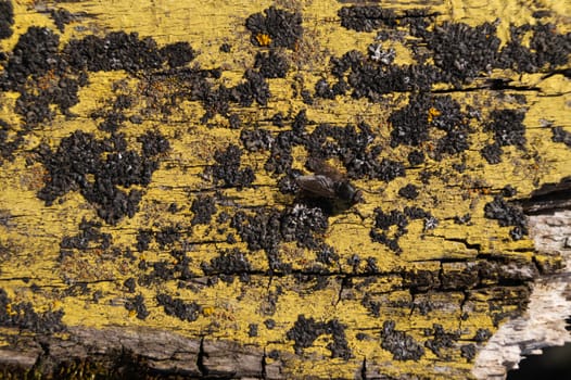 A part of old yellow wooden fence. The yellow paint on wood is old and cracked. Perfect painted wooden texture.