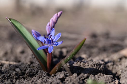 Bluebell flowers in the spring garden close up. Background is brurred.