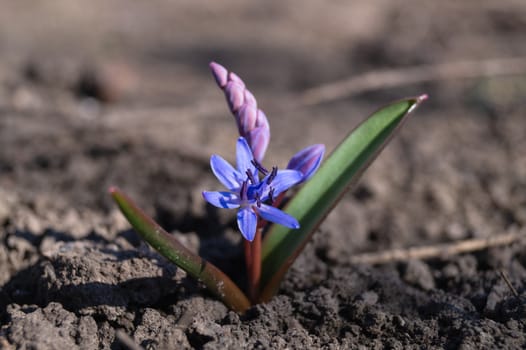 Bluebell flowers in the spring garden close up. Background is brurred.