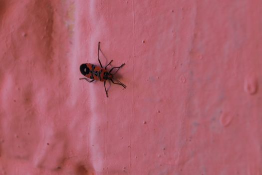 Redbug on pink wall closeup with blurred background.