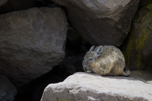 Southern viscacha Lagidium viscacia sleeping. Las Cuevas. Lauca National Park. Arica y Parinacota Region. Chile.