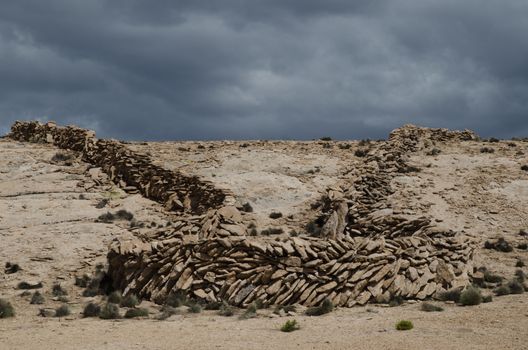 Chaccu: prehispanic ancestral technique to capture and shearing of vicunas Vicugna vicugna Las Cuevas. Las Cuevas. Lauca National Park. Arica y Parinacota Region. Chile.