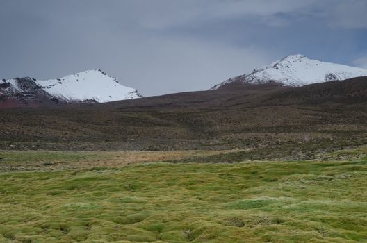 Meadow and snowy peaks in Lauca National Park. Arica y Parinacota Region. Chile.