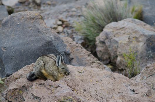 Southern viscacha Lagidium viscacia sleeping. Lauca National Park. Arica y Parinacota Region. Chile.