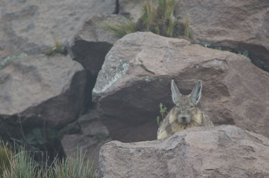 Southern viscacha Lagidium viscacia resting. Parinacota. Lauca National Park. Arica y Parinacota Region. Chile.