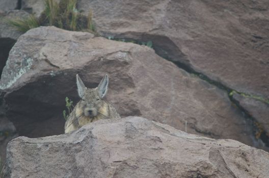 Southern viscacha Lagidium viscacia resting. Parinacota. Lauca National Park. Arica y Parinacota Region. Chile.
