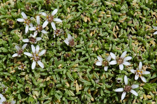Plant Werneria aretioides in flower. Lauca National Park. Arica y Parinacota Region. Chile.