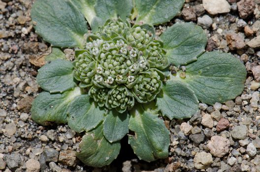 Wild plant in Lauca National Park. Arica y Parinacota Region. Chile.