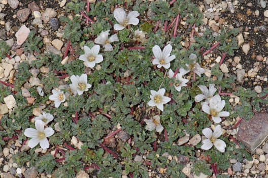 Plant Nototriche rugosa in flower. Lauca National Park. Arica y Parinacota Region. Chile.
