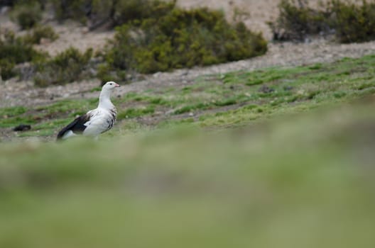 Andean Goose Chloephaga melanoptera in Lauca National Park. Arica y Parinacota Region. Chile.