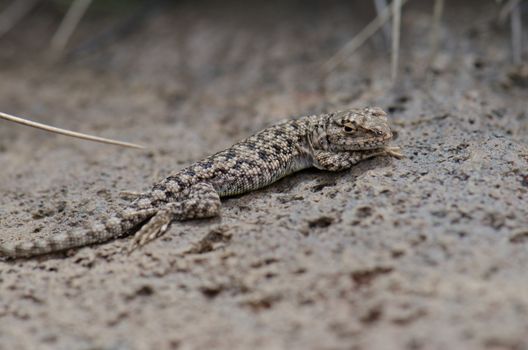 Iguanian lizard Liolaemus sp. in Lauca National Park. Arica y Parinacota Region. Chile.