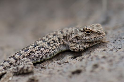 Iguanian lizard Liolaemus sp. in Lauca National Park. Arica y Parinacota Region. Chile.