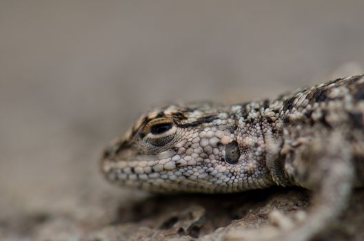 Iguanian lizard Liolaemus sp. in Lauca National Park. Arica y Parinacota Region. Chile.
