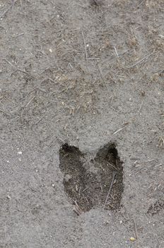 Alpaca footprint Vicugna pacos on the mud. Parinacota. Lauca National Park. Arica y Parinacota Region. Chile.
