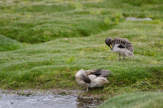 Sharp-winged teals Anas flavirostris oxyptera preening. Parinacota. Lauca National Park. Arica y Parinacota Region. Chile.