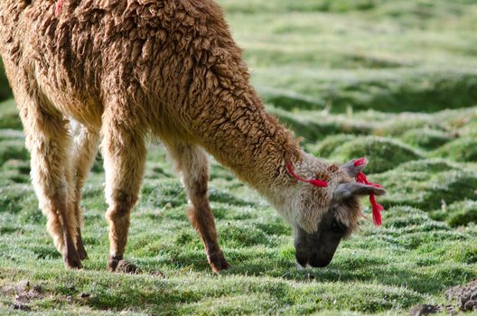 Alpaca Vicugna pacos grazing in a meadow. Parinacota. Lauca National Park. Arica y Parinacota Region. Chile.