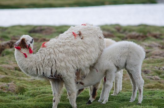 Baby alpaca Vicugna pacos suckling from her mother. Parinacota. Lauca National Park. Arica y Parinacota Region. Chile.