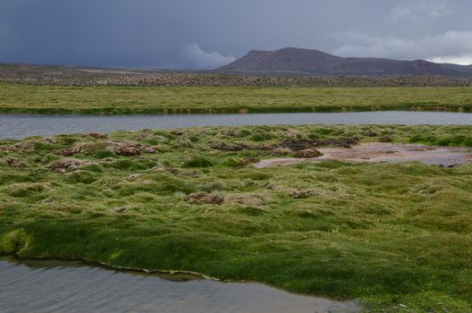 Meadows and lagoon in Parinacota. Lauca National Park. Arica y Parinacota Region. Chile.