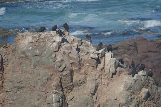 Turkey vultures Cathartes aura on a cliff. Las Cuevas. Arica. Arica y Parinacota Region. Chile.