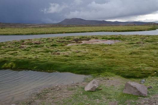 Meadows and lagoon in Parinacota. Lauca National Park. Arica y Parinacota Region. Chile.