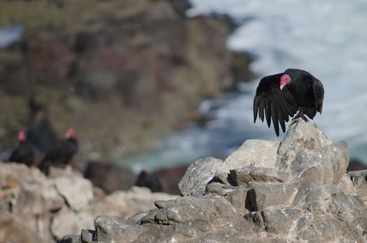 Turkey vulture Cathartes aura stretching one of its wings. Las Cuevas. Arica. Arica y Parinacota Region. Chile.