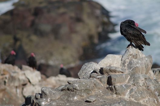 Turkey vulture Cathartes aura preening. Las Cuevas. Arica. Arica y Parinacota Region. Chile.