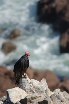 Turkey vulture Cathartes aura on a rock. Las Cuevas. Arica. Arica y Parinacota Region. Chile.