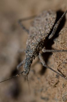 True bug in Las Cuevas of Arica. Arica y Parinacota Region. Chile.