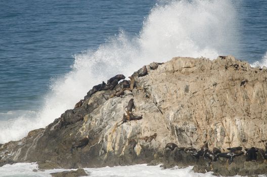 Rocky cliff with South American sea lions Otaria flavescens and wave breaking. Las Cuevas. Arica. Arica y Parinacota Region. Chile.