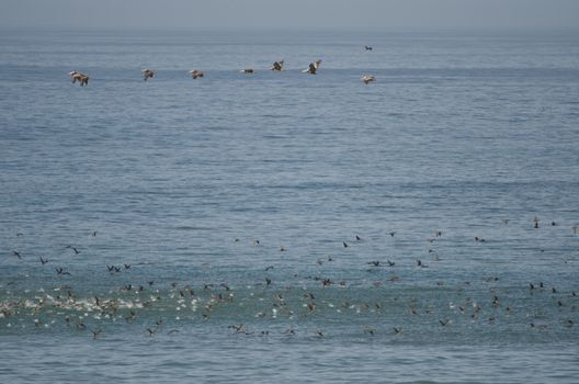 Peruvian pelicans Pelecanus thagus at top and guanay cormorants Leucocarbo bougainvillii at down in flight. Las Cuevas. Arica. Arica y Parinacota Region. Chile.