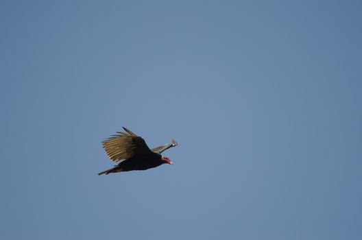 Turkey vulture Cathartes aura in flight. Las Cuevas. Arica. Arica y Parinacota Region. Chile.