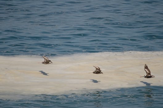 Peruvian pelicans Pelecanus thagus in flight. Las Cuevas. Arica. Arica y Parinacota Region. Chile.