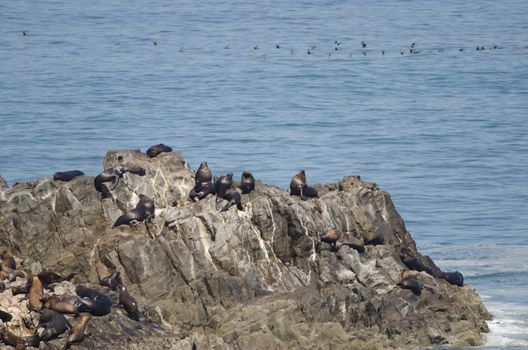 South American sea lions Otaria flavescens and guanay cormorants Leucocarbo bougainvillii in the background. Las Cuevas. Arica. Arica y Parinacota Region. Chile.