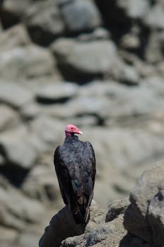 Turkey vulture Cathartes aura on a rock. Las Cuevas. Arica. Arica y Parinacota Region. Chile.