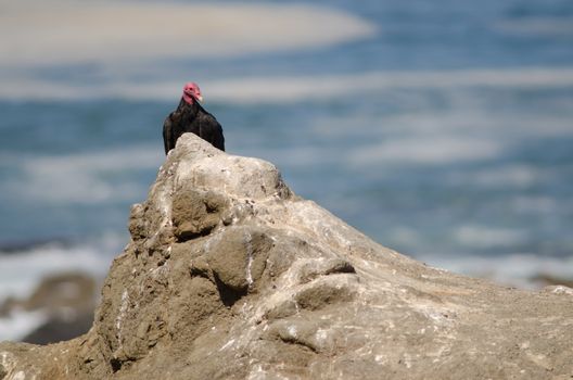 Turkey vulture Cathartes aura on a rock. Las Cuevas. Arica. Arica y Parinacota Region. Chile.